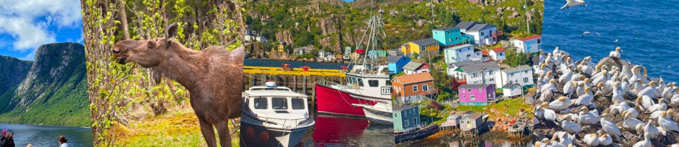 HEADER - CAP SUR LE MONDE - TERRE-NEUVE.jpg