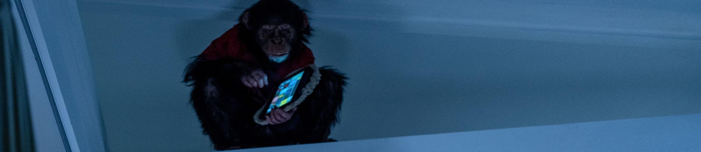 HEADER - PRIMATE.jpg