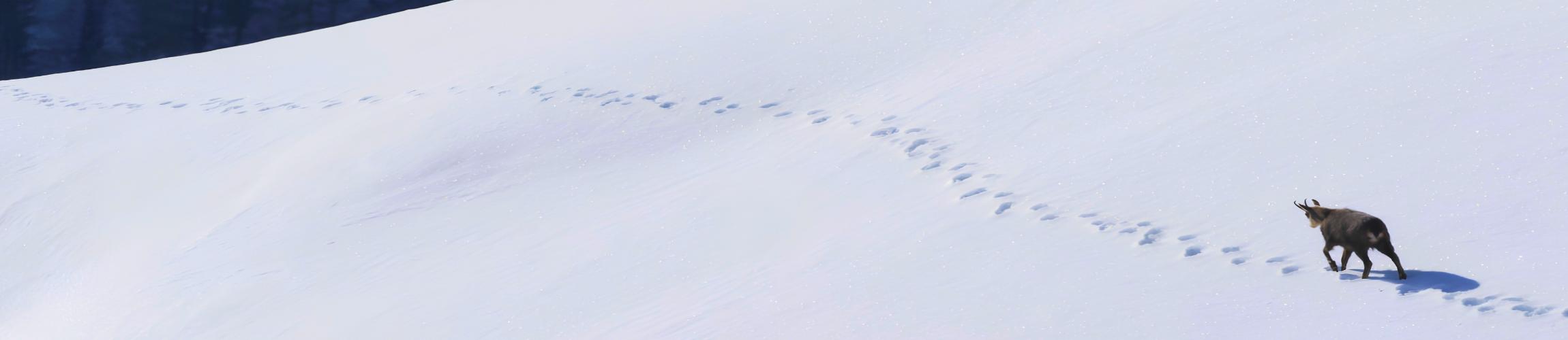 HEADER - DERBORENCE LE TEMPS DES ANIMAUX.jpg