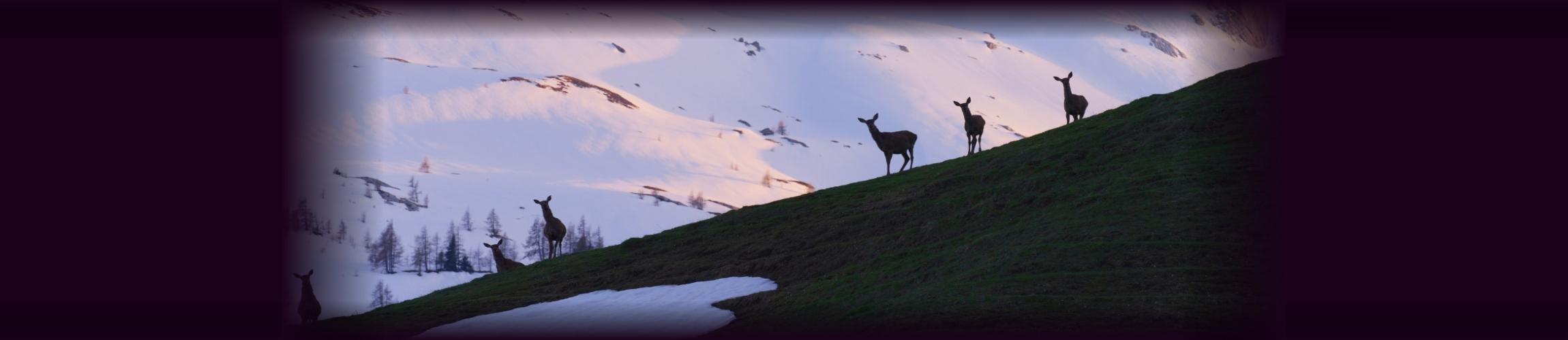HEADER PA - DERBORENCE LE TEMPS DES ANIMAUX.jpg