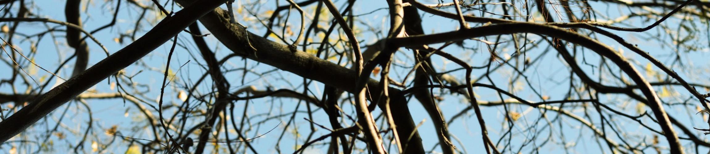 HEADER - VIFFF 2026.jpg