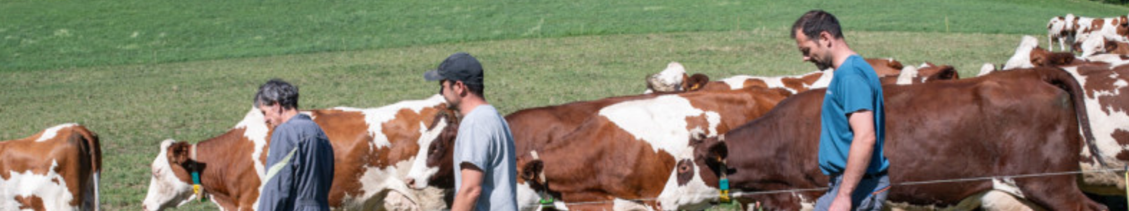 La ferme des bertrand.png