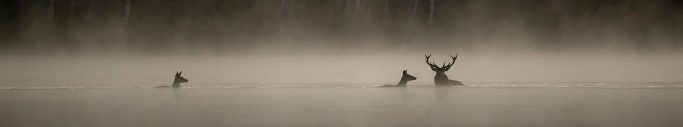 HEADER - LE CHANT DES FORÊTS.jpg