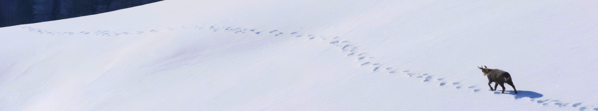 HEADER - DERBORENCE LE TEMPS DES ANIMAUX.jpg